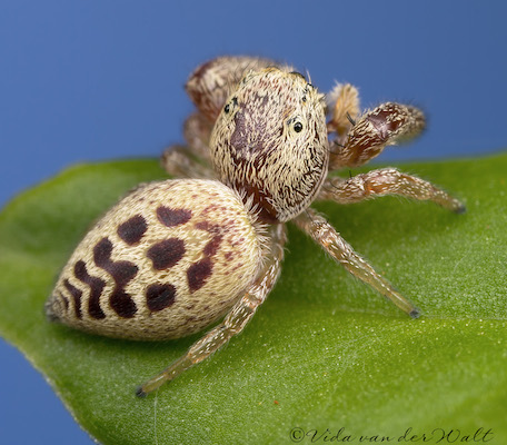 Dendryphantes rafalskii