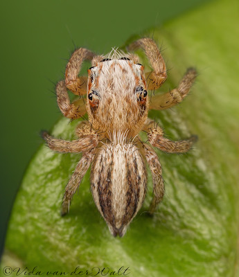 Evarcha flagellaris