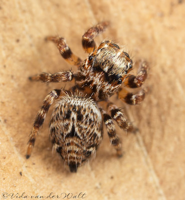 Evarcha prosimilis