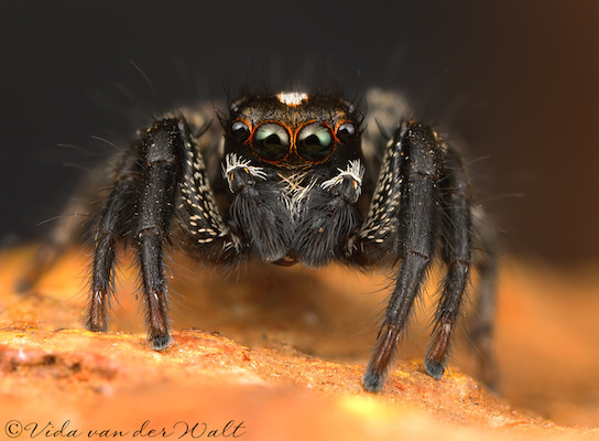 Evarcha vittula
