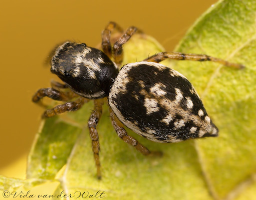 Heliophanus