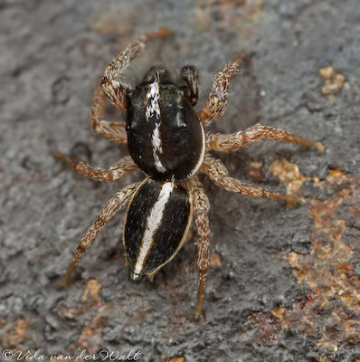 Heliophanus