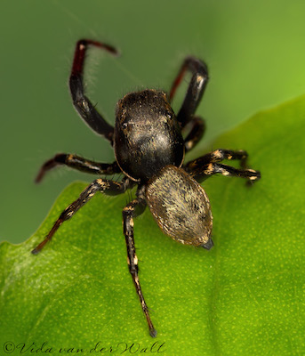 Heliophanus transvaalicus