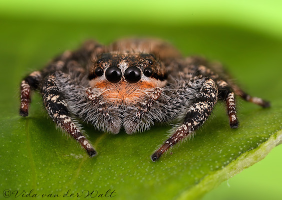 Holcolaetis zuluensis