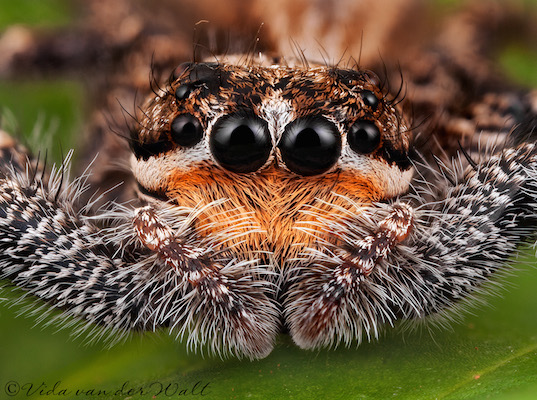 Holcolaetis zuluensis