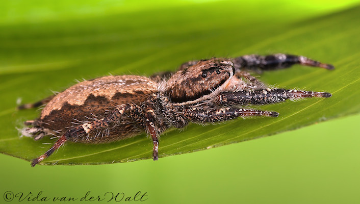 Holcolaetis zuluensis