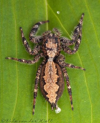 Holcolaetis zuluensis