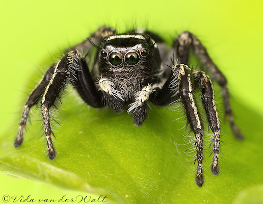 Hyllus argyrotoxus