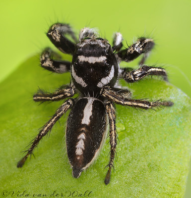 Hyllus argyrotoxus