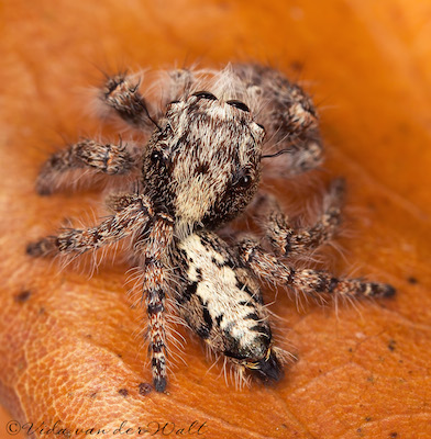 Hyllus brevitarsis