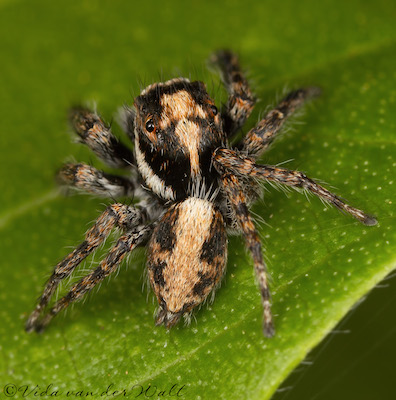 Hyllus