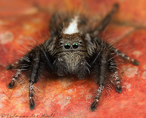 Hyllus treleaveni