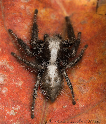 Hyllus treleaveni