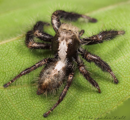 Hyllus treleaveni