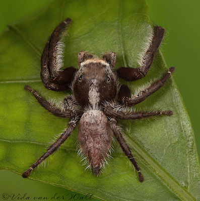 Hyllus treleaveni