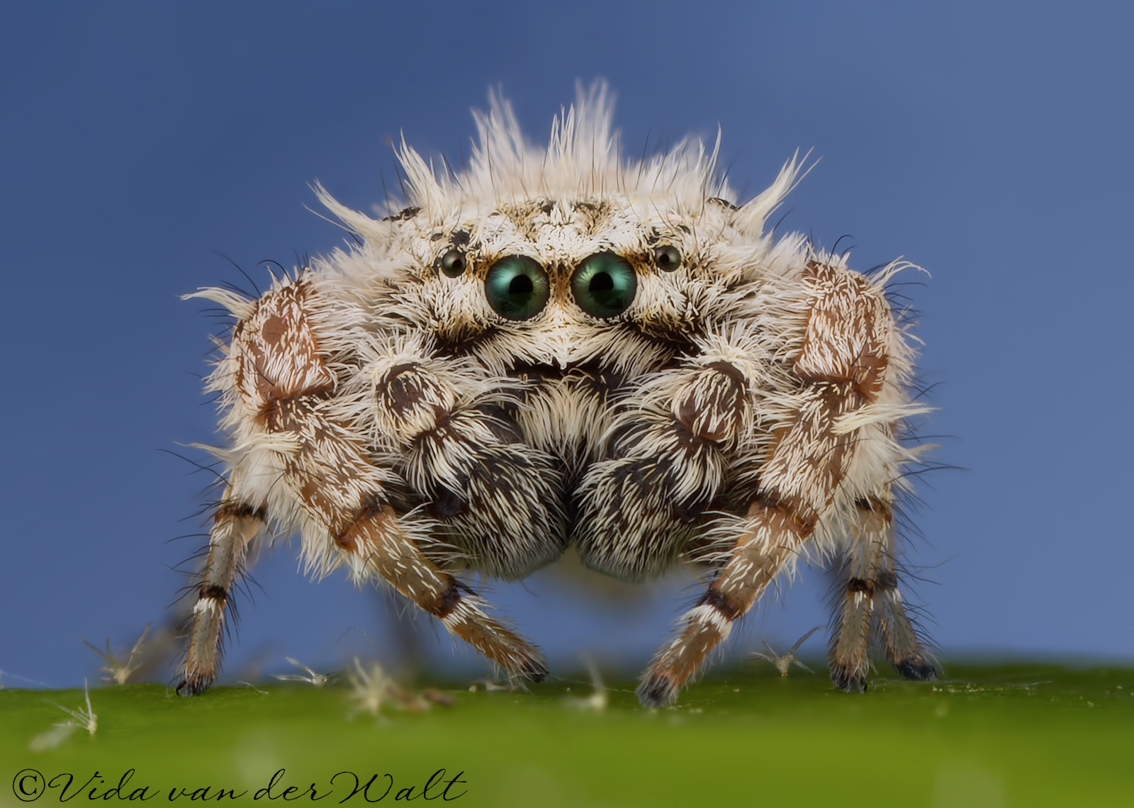 http://www.jumpingspiders.co.za/images/main/182.jpg