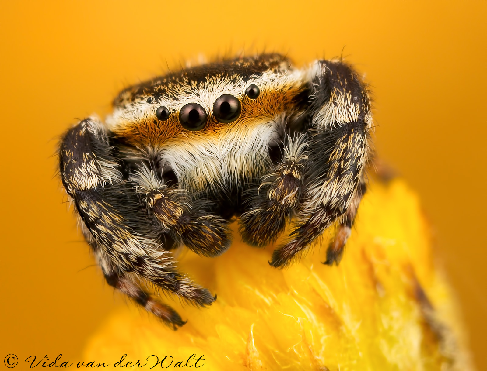 http://www.jumpingspiders.co.za/images/main/184.jpg