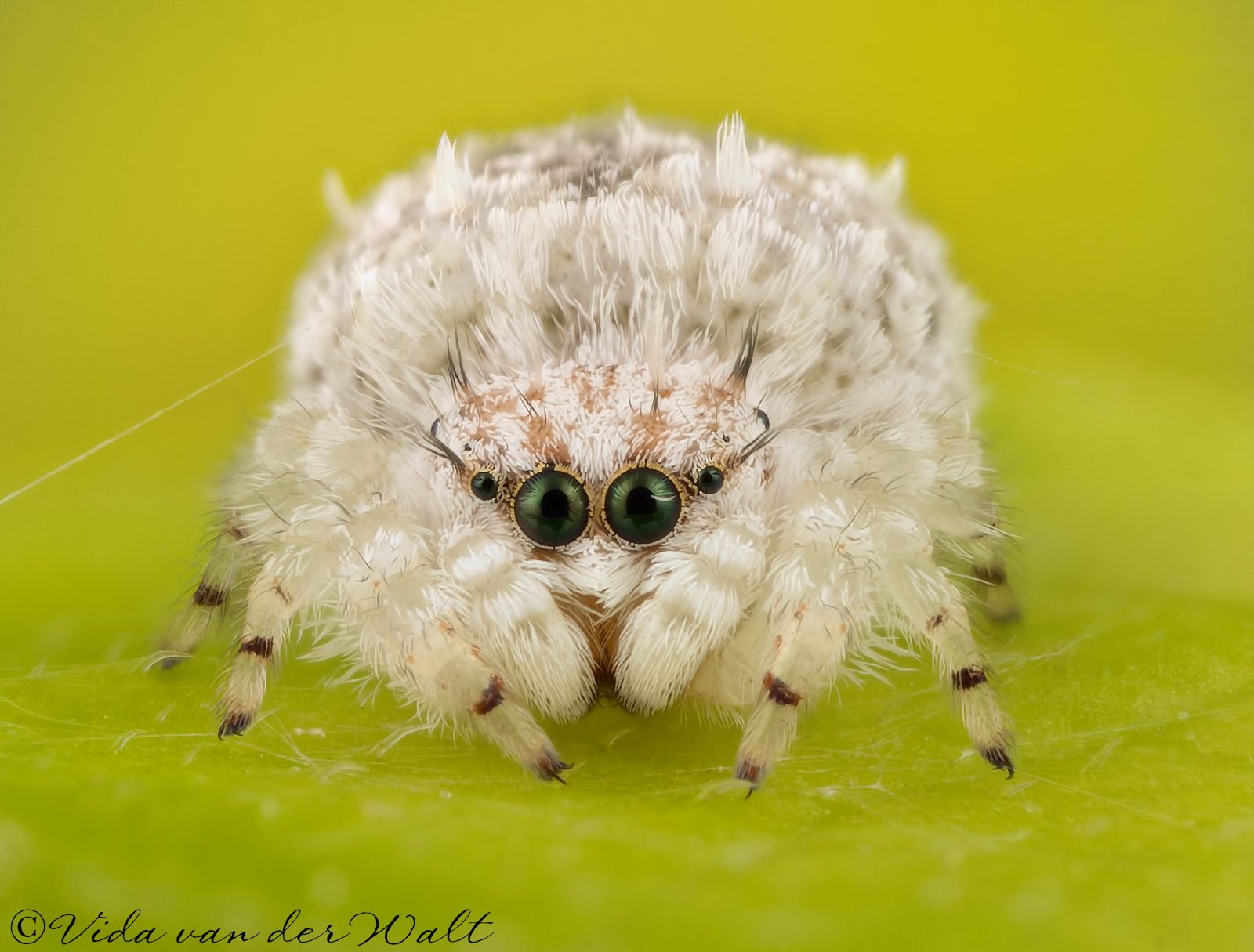 http://www.jumpingspiders.co.za/images/main/187.jpg