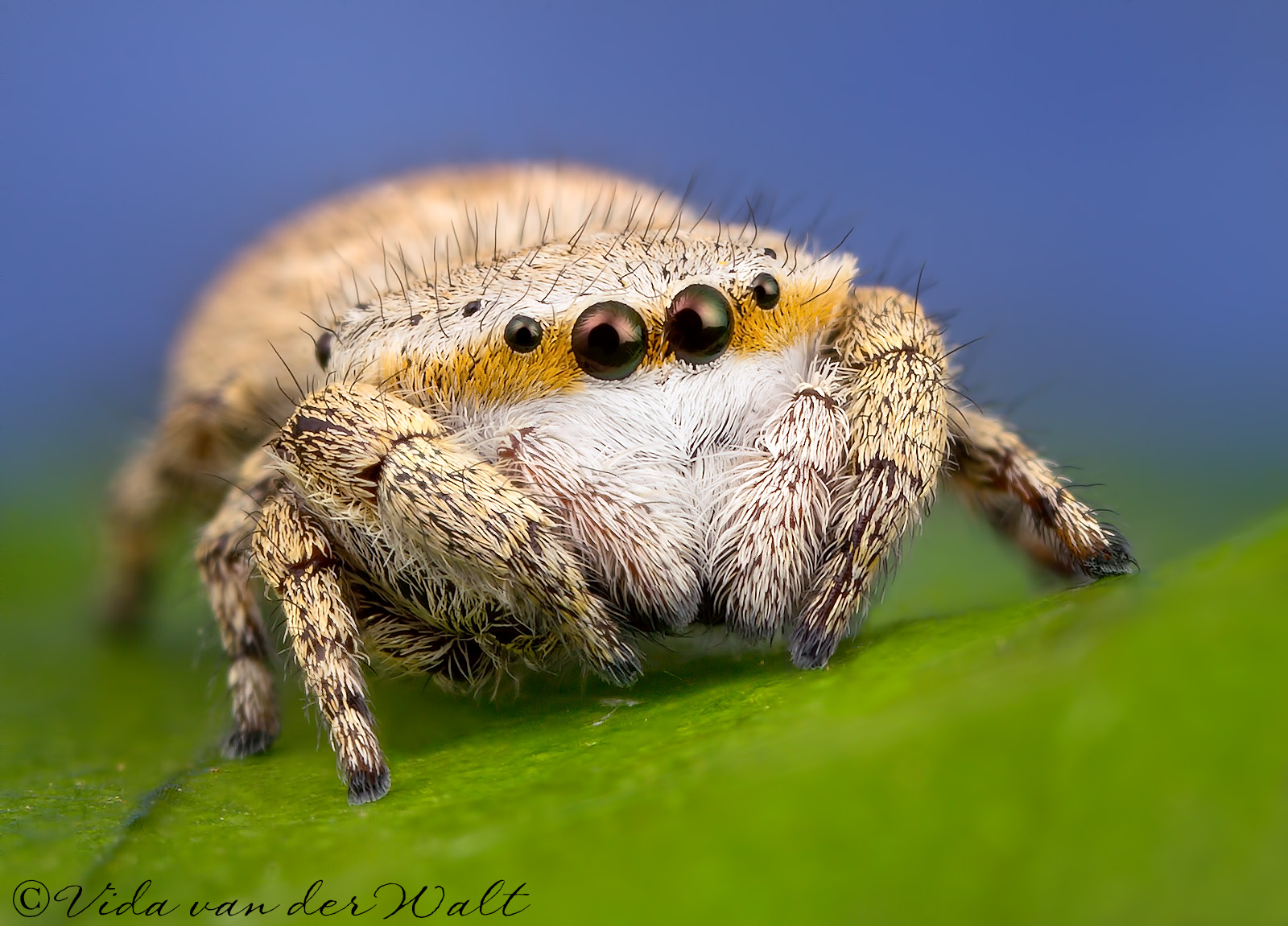 http://www.jumpingspiders.co.za/images/main/191.jpg