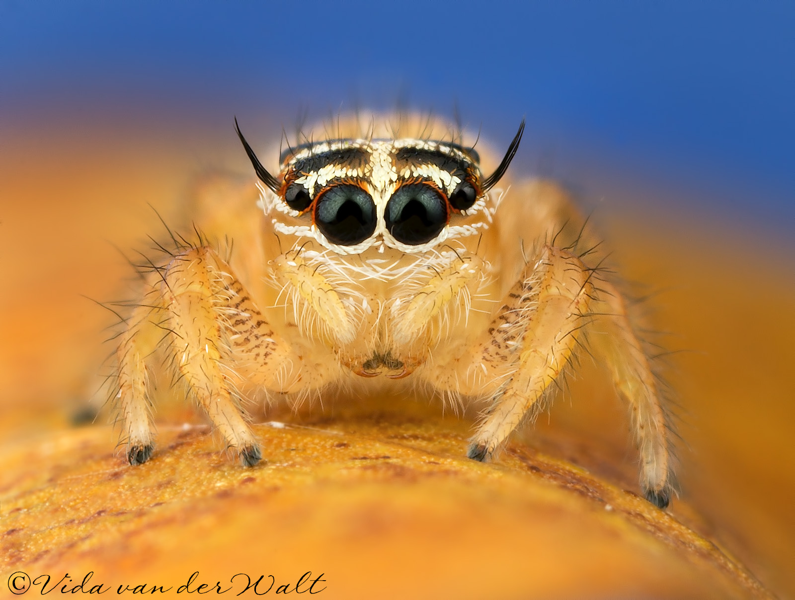 http://www.jumpingspiders.co.za/images/main/210.jpg