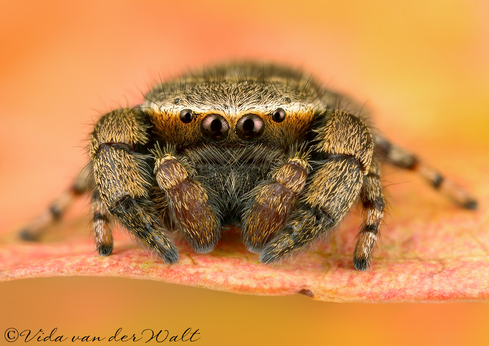 http://www.jumpingspiders.co.za/images/main/340.jpg