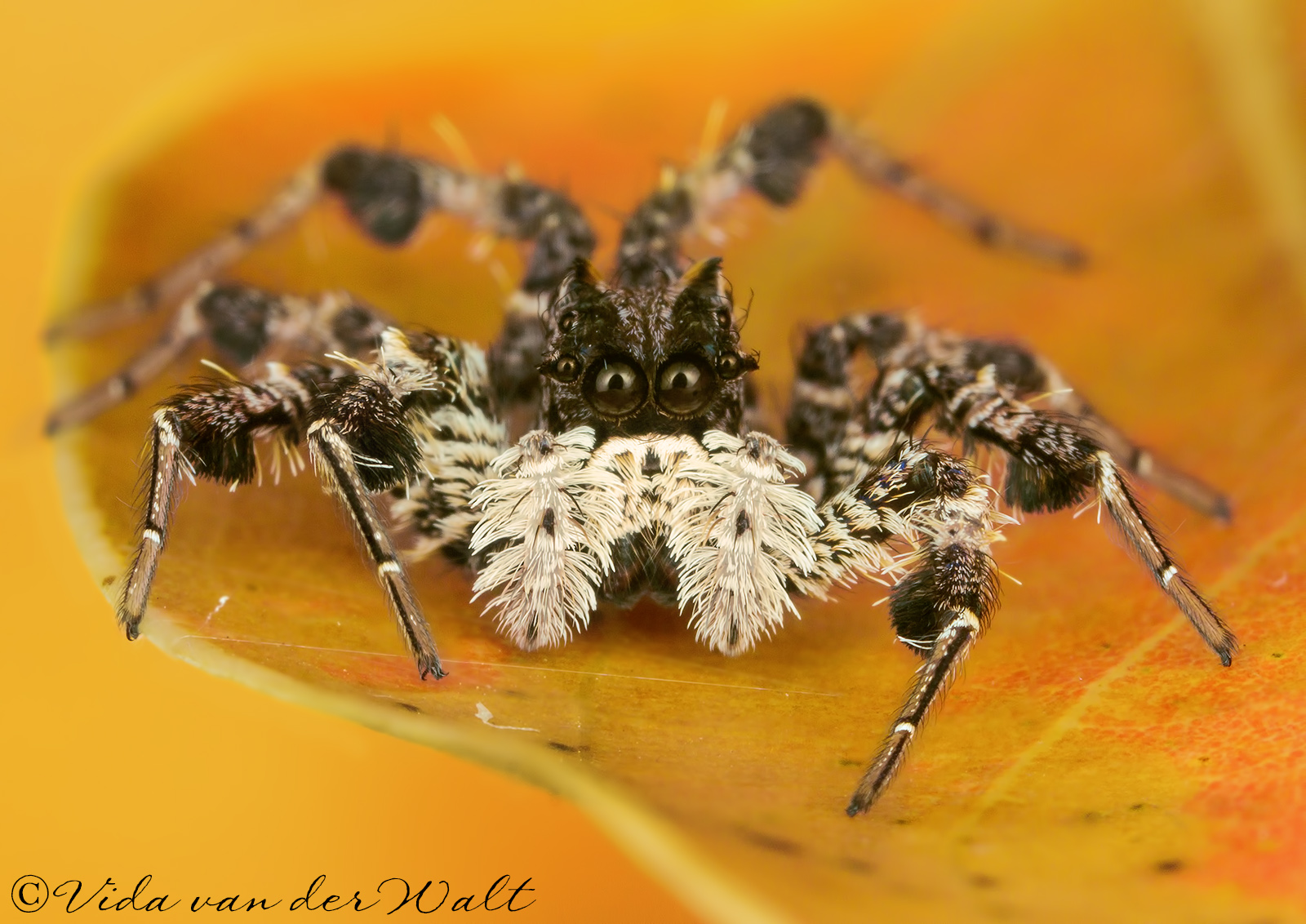 http://www.jumpingspiders.co.za/images/main/395.jpg