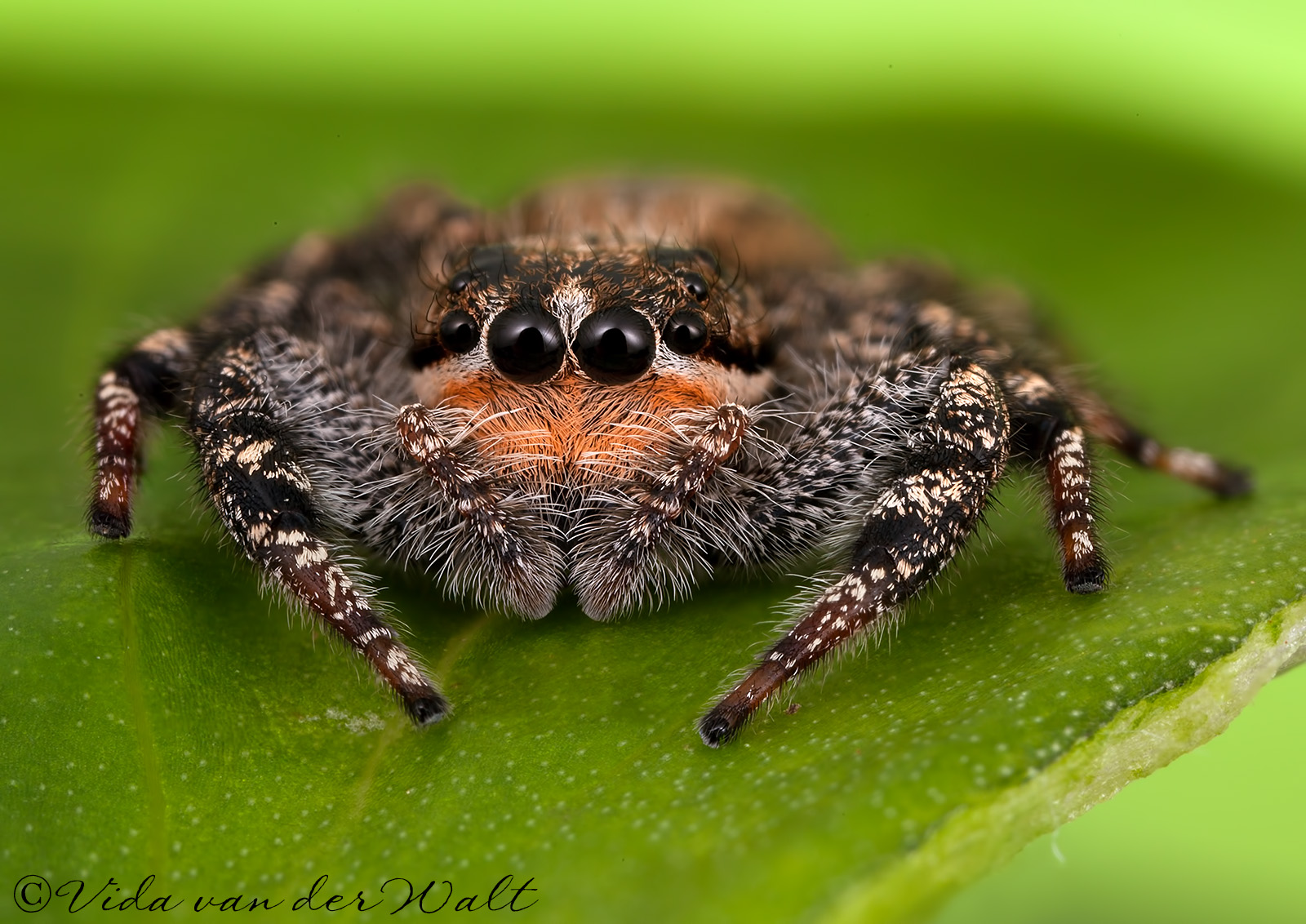 http://www.jumpingspiders.co.za/images/main/79.jpg
