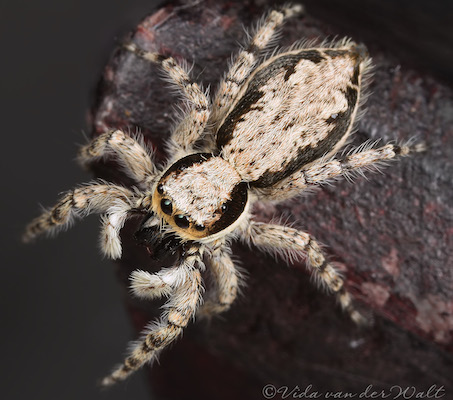 Menemerus bivittatus