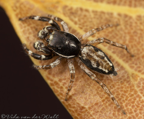 Menemerus natalis