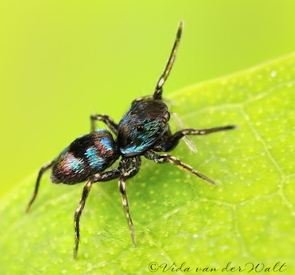 Mexcala elegans