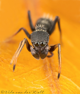 Myrmarachne laurentina