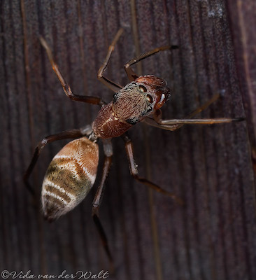 Myrmarachne