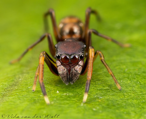 Myrmarachne