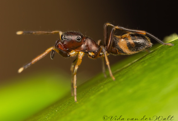 Myrmarachne