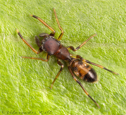 Myrmarachne