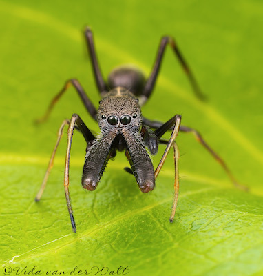 Myrmarachne