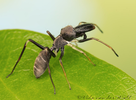 Myrmarachne