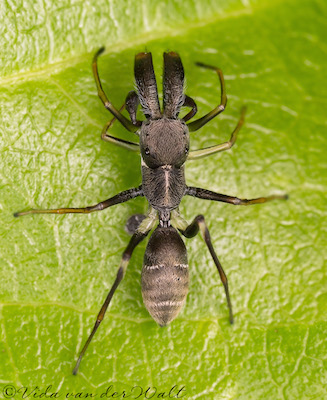 Myrmarachne