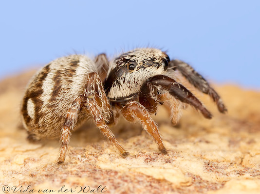 Pellenes bulawayoensis