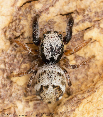 Pellenes bulawayoensis