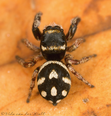 Pellenes tharinae