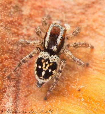Stenaelurillus guttiger