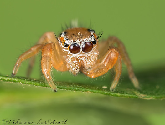 Thyene coccineovittata