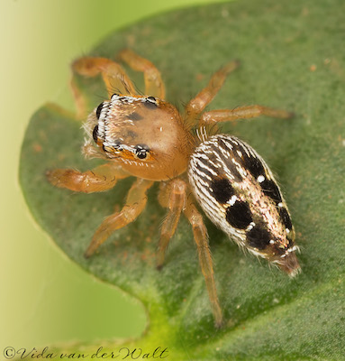 Thyene coccineovittata