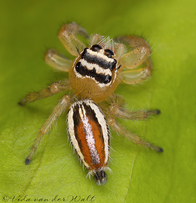 Thyene inflata