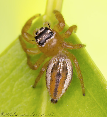 Thyene inflata