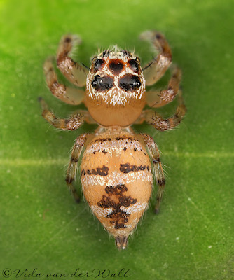 Thyene natalii