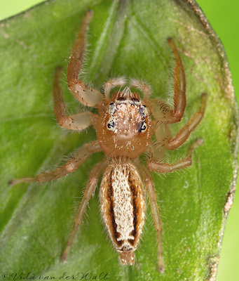 Thyene ogdeni