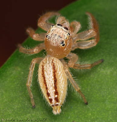 Thyene ogdeni