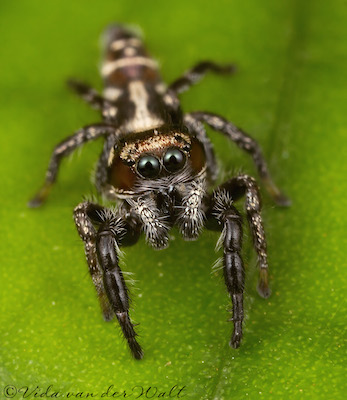 Thyene semiargentea